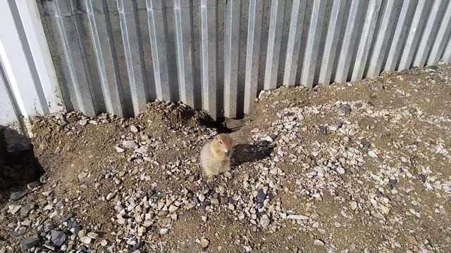 Суслики на Чукотке смотреть онлайн