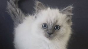 Go kitty go