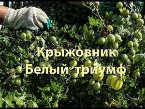 Крыжовник  Белый триумф