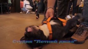 Поможем бульдожкам