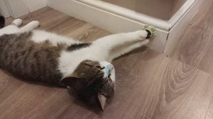 Реакция кота на шарик с кошачьей мятой