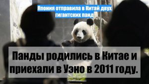 Япония отправила в Китай двух гигантских панд