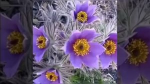 Сиэйэ уола - Ньургуһуннар