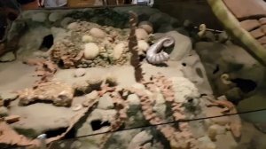 Музей им.Алабина в г.Самара