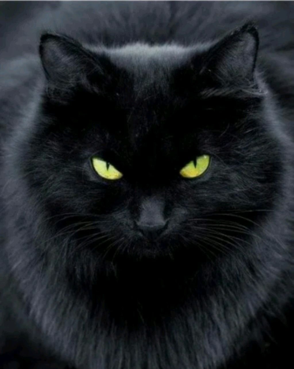 кооооооот