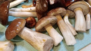 готовим грибы с картошкой