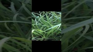 Выращиваем лемонграсс (лимонную траву) на участке. Часть 1.