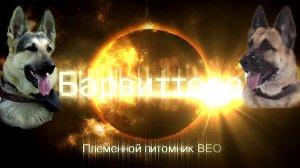 РЕКЛАМА БАРВИТТЕРЫ