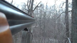 охота работа лаек