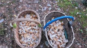 Лес Грибы Колпак кольчатый