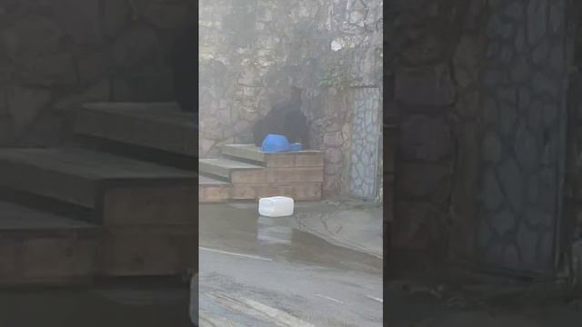 Рассказ кипера о гималайском медведе московского зоопарка.