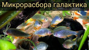 Микрорасбора галактика