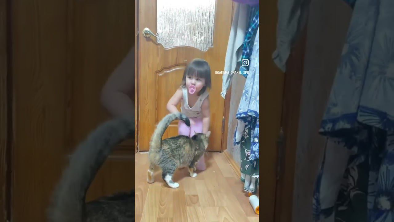 Моя Шанель и племянница Аиша.  Терпению моей кошки можно только позавидовать.