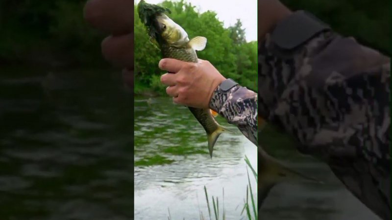 Chubby 41 SR в деле! #fishing #chubby41sr #chubby