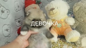 НОВОГОДНИЧКИ