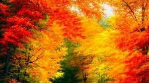 в небе осеннем прощается стая