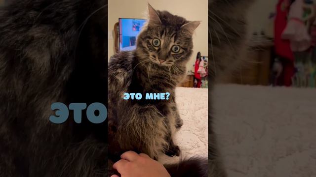 Кошачья скромность