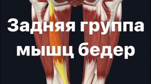 Задняя группа мышц бедер. Анатомия. Функции. Патологии.