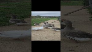 У природы нет плохой погоды 🌧 Курочки 🐔 уточки 🦆 гуси 🪿 как сейчас выглядит выгул?