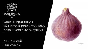 Онлайн-практикум «5 шагов к реалистичной ботанической иллюстрации» с Виринеей Никитиной