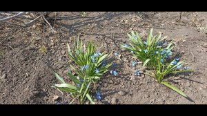 Сцилла, Пролеска сибирская в Омске