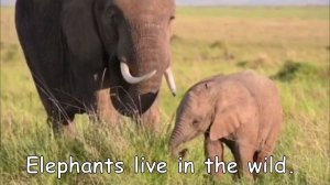 Where do animals live? | English for kids | ESL materials | Nature | Vocabulary