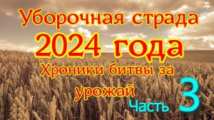Уборочная страда 2024 года. 11 - 13 сентября. Первые дни в поле после большой непогоды.
