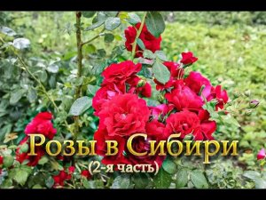 Розы в моём саду, часть 2 - я