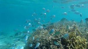 Снорклинг @ Блю Бэй, Маврикий