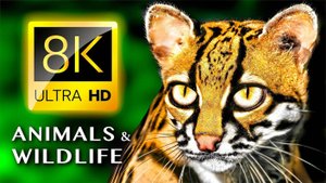 ЖИВОТНЫЕ И ДИКАЯ ПРИРОДА 4K ULTRA HD