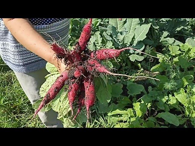 Обзор двух сортов редиса: "Форвард" и "Скрипач" смотреть онлайн