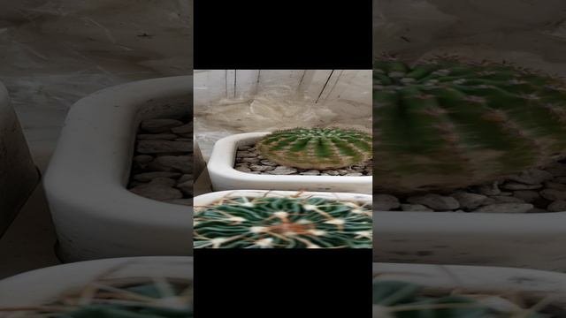 Обзор комнатных растений (Часть 1)