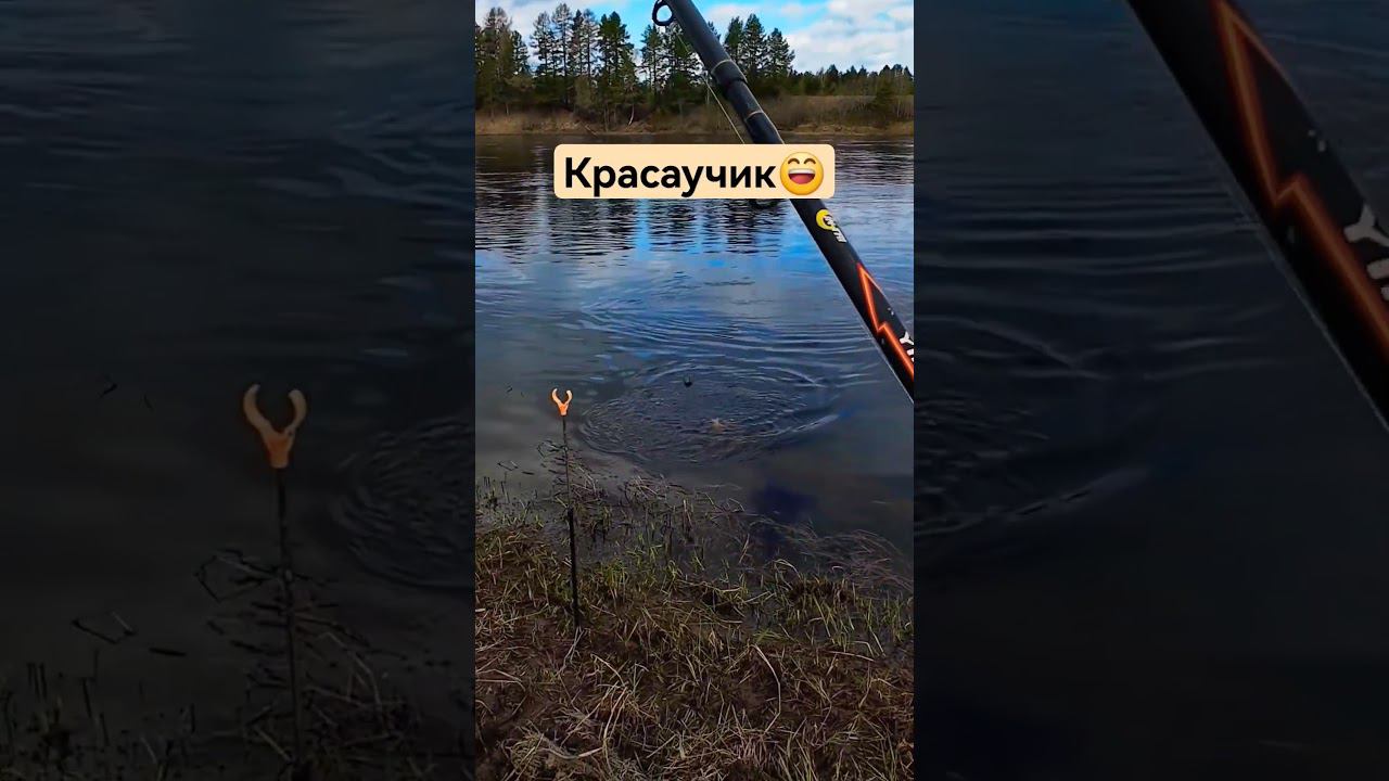 Таких ловить не надоедает) #shorts #2024 #рыбалка #fishing #nature #hobby #catch #river #fish #лещ