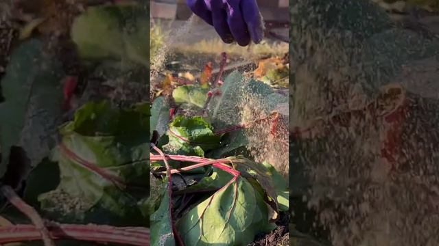 Обеззараживание почвы после фитофторы.