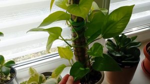 Обзор цветов в кухне.