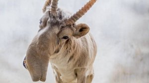 Животные, которых могут не застать наши внуки. Какие русские звери находятся на грани вымирания?