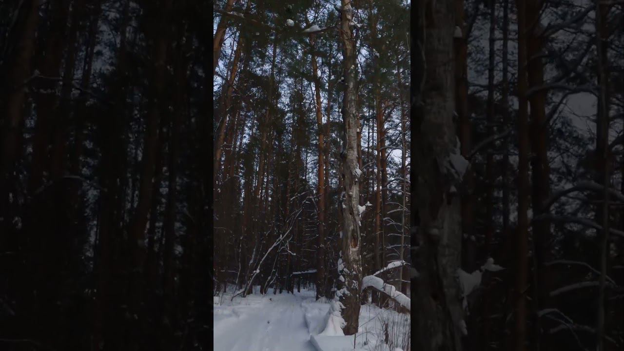 Some pine forest #shorts #gopro #cycling #winter