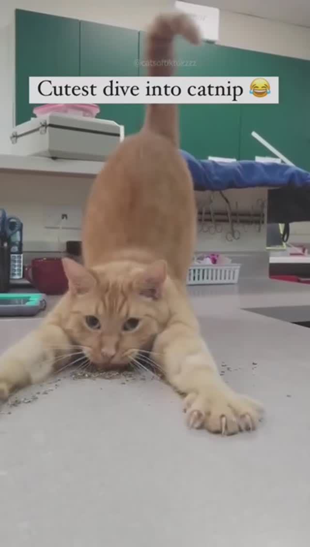 #котики #ДляВас  #Веселье #кошки