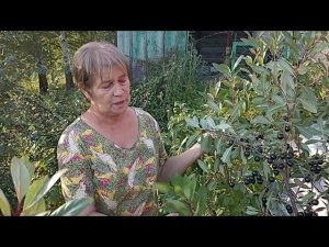 Почему я недовольна привитыми абрикосами купленными в плодопитомнике