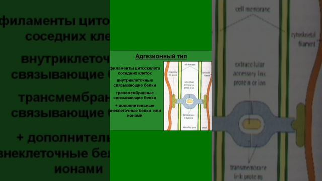 Адгезионный контакт. Примеры. Общий план строения