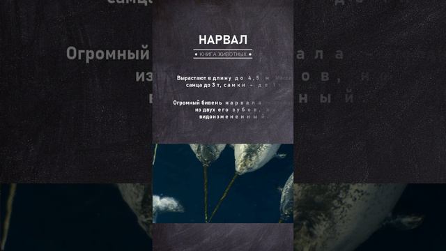 Нарвал: самый мощный зуб, который вы только могли видеть #shorts