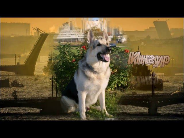 Ингур Тасмир