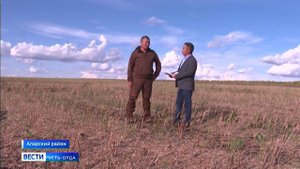 Аларский район традиционно лидирует по темпам уборочной кампании в округе