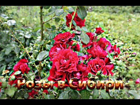 Розы в моём саду, часть 1- я смотреть онлайн