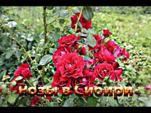 Розы в моём саду, часть 1- я