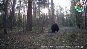 Медведь в заповеднике "Большая Кокшага"