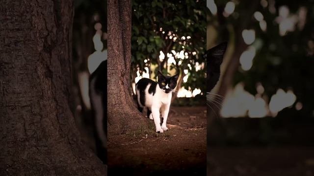 KOT KOT KOT😻