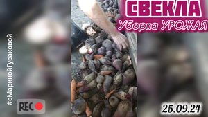СВЕКЛА Уборка урожая. Как убрать и хранить свеклу | с Мариной Гусаковой