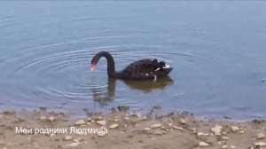 Лебеди Уточки Пруд Горки Сухаревские Смотрите видео полезное, информационное, развивающее.