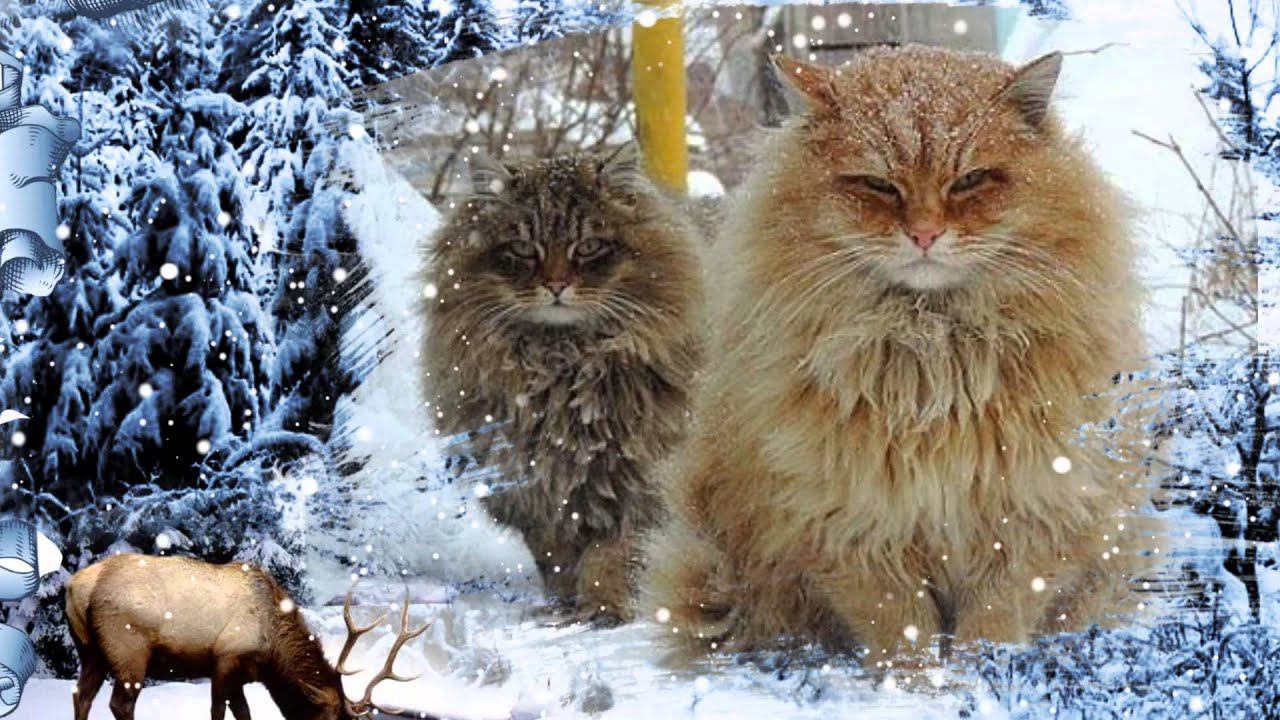 Зимняя сказка Снегурочки!